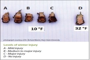 Strawberry Winter Injury – Assessment & Mgmt. Review